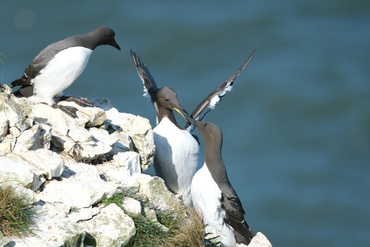 Common murres (Uria aalge) or guillemots nesting on a rocky cliff by the sea ocean