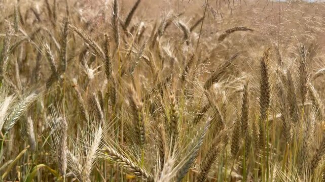 Goldene Getreide&auml;hren kurz vor der Ernte - Erntereifes Getreide auf einem landwirtschaftlichen Feld. Die goldenen &Auml;hren stehen f&uuml;r Erntezeit, Ackerbau, Nahrungsmittelproduktion 