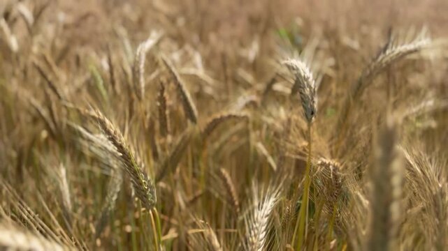 Getreideernte nach hei&szlig;em und trockenem Sommer - Reifes goldenes Getreide steht nach einer hei&szlig;en und trockenen Sommerperiode zur Ernte bereit. Landwirtschaft zwischen Hitze, Trockenheit, Klimawandel 