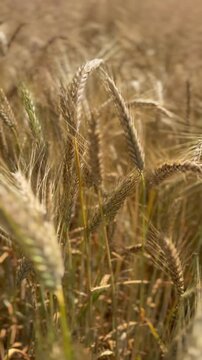 Vertical camera movement through ripe barley field in summer - Vertical tracking shot moving through ripe golden barley in summer. Close-up view of mature grain swaying in the wind, symbolizing harves