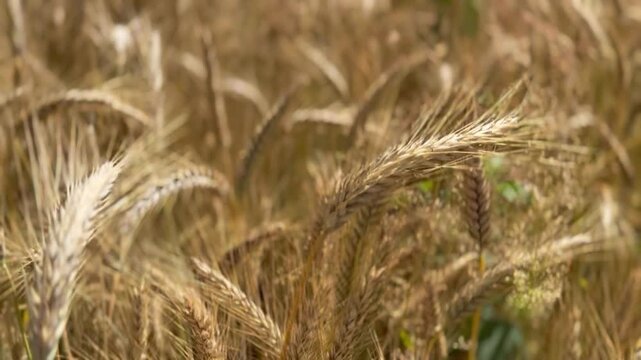 Smooth camera movement through ripe golden barley ears in summer. Close-up agricultural landscape showing mature grain, harvest season, sustainable farming and natural food production.
