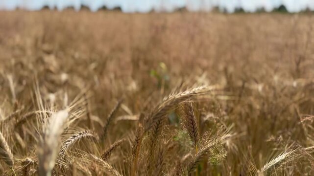 Golden ripe barley ears swaying gently in the wind beneath a bright blue summer sky with white clouds. Scenic agricultural landscape, harvest season, sustainable farming and rural nature.