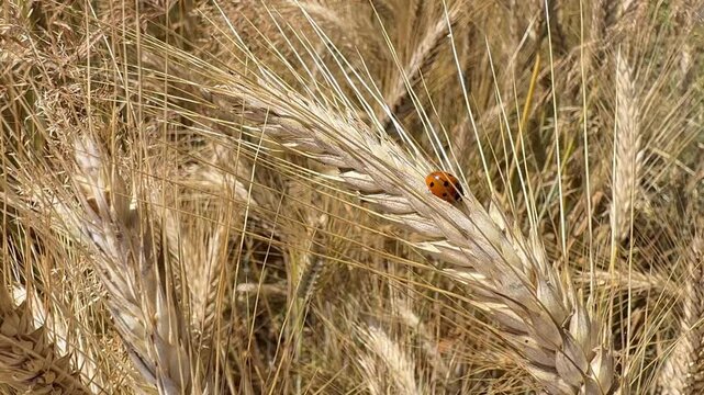 Seven-spot ladybug on ripe barley ear in summer field