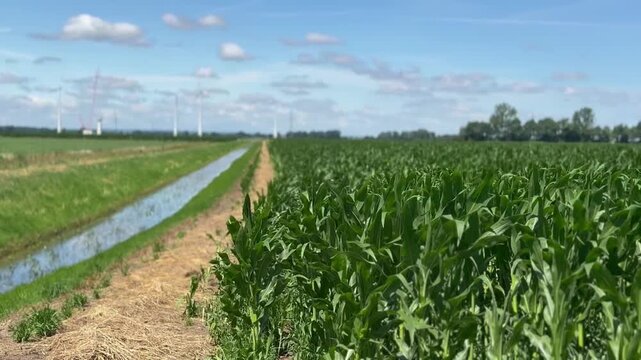Cornfield with drainage canal and wind turbines in summer - Wide landscape video of a green cornfield beside a drainage canal with wind turbines under a blue sky. Agriculture, irrigation, renewable en