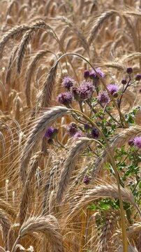 Distel und goldene Getreide&auml;hren wiegen sich im Sommerwind - Kratzdistel (Cirsium sp.) und reife Gerste (Hordeum vulgare) wiegen sich gemeinsam im Sommerwind. Sommerliche Nahaufnahme von Wildpflanze u