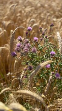 Violett bl&uuml;hende Kratzdistel (Cirsium sp.) zwischen reifer Gerste (Hordeum vulgare) bewegt sich im Sommerwind. Nat&uuml;rliche Wildvegetation in der Agrarlandschaft