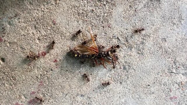 Close up of ants disassembling a dead wasp on rough concrete ground in natural daylight. View from above