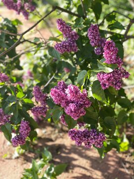 Lilac bush with clusters of vibrant purple flowers and lush green leaves on a sunny day
