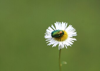 Chrysolina herbacea (mint leaf beetle) on a wildflower © Rita Puteikytė