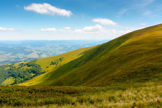 blueberries meadow in mountain landscape of ukraine. lush grass of the borzhava ridge. beautiful view of carpathian scenery