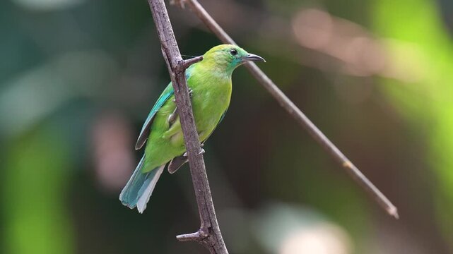 Golden-fronted leafbird (Chloropsis aurifrons) bird perched on a tree branch with natural background in tropical rainforest.