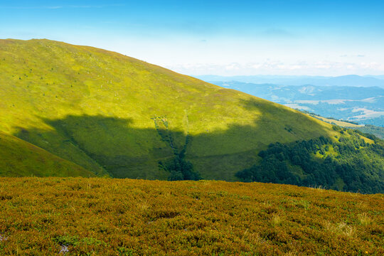 blueberries meadow in mountain landscape of ukraine. lush grass of the borzhava ridge. beautiful view of carpathian scenery