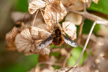 Naklejka premium Grand bombyle posé sur des branches sèches, vue du dessus, macrophotographie nature