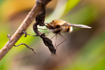 Bombyle agrippé à une brindille sèche, macrophotographie de profil © Vanessa