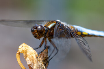 Libellule déprimée posée sur une feuille sèche, vue de trois-quarts, macrophotographie nature © Vanessa