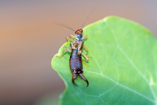 Perce-oreille ou forficule sur le bord d'une feuille verte, macrophotographie nature