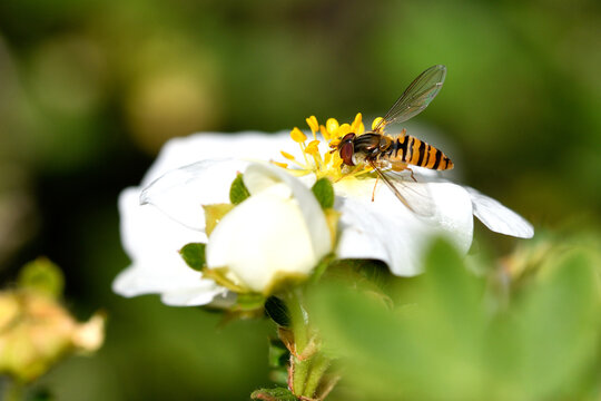 Syrphe ceintur&eacute; butinant une fleur blanche dans un jardin, macrophotographie nature