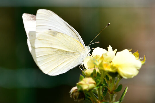 Papillon pi&eacute;ride du chou pos&eacute; sur une fleur, aile blanche en gros plan, macrophotographie nature