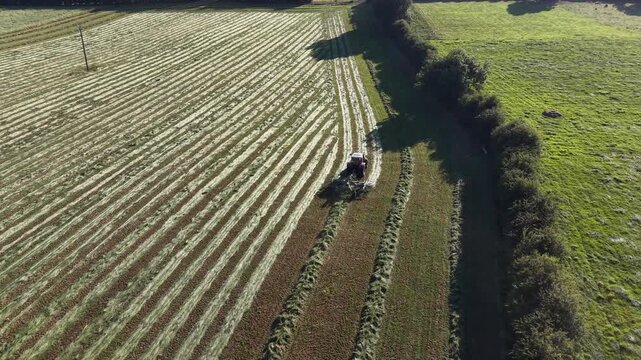 4K Tractor Turning Hay for Drying in Agricultural Field