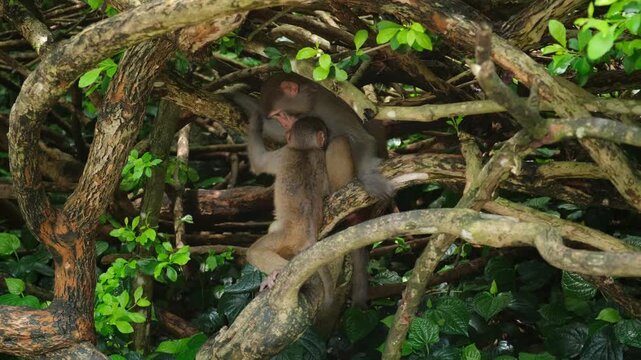 baby macaque reaches for mother macaque chest to nurse in tree. hungry infant seeks milk from maternal macaque. caring macaque feeds young offspring in natural habitat today