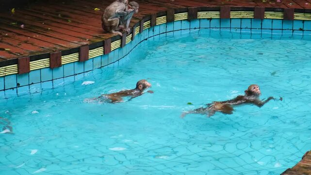macaque swims and wrestles with another macaque in pool to cool off on hot day. playful macaque enjoys water activity in reserve habitat. swimming macaque beats the summer heat in pool.