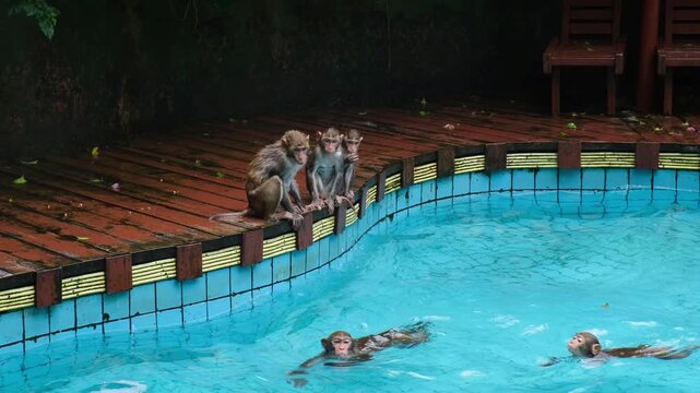 wet macaque shakes water off after pool swim in reserve. caring macaque receives comfort from wildlife keepers. proper macaque care ensures good welfare in protected habitat