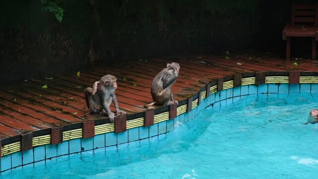 wet baby macaque sits on pool edge after swimming in reserve. playful macaque enjoys water activity in natural habitat. young macaque rests on tiled border after bath in reserve