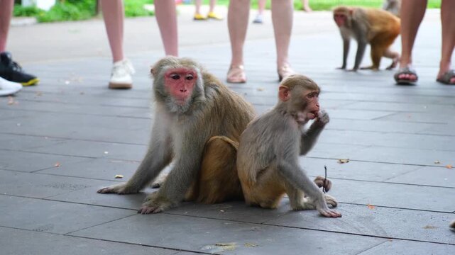 macaque and baby macaque sit on pavement surrounded by human legs waiting for food. begging macaque relies on tourists for handouts in park. hungry macaque adapts to urban environment seeking food.