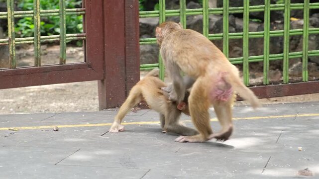 mother macaque disciplines baby macaque and pins it to ground. strict macaque teaches survival skills through parenting. effective macaque parenting ensures offspring survival today