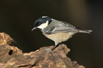 Coal Tit (Periparus ater) perched on a textured tree stump in natural habitat © Badr