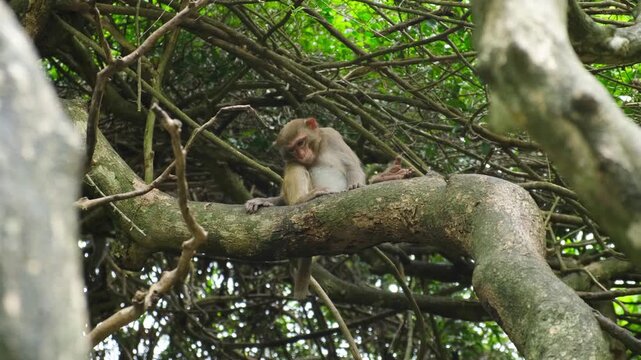 sad macaque sits alone on tree branch exiled from troop. lonely macaque feels isolation after banishment. sick macaque needs help in forest