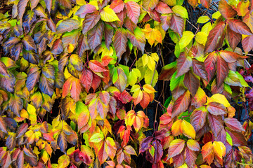 Autumn leaves cascade in vivid reds, yellows, and purples © Iurii Gagarin