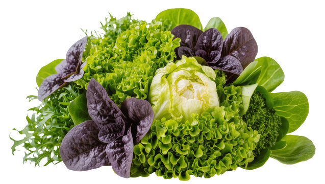 Isolated assortment of fresh organic green and red lettuce leaves, vibrant healthy salad ingredients.