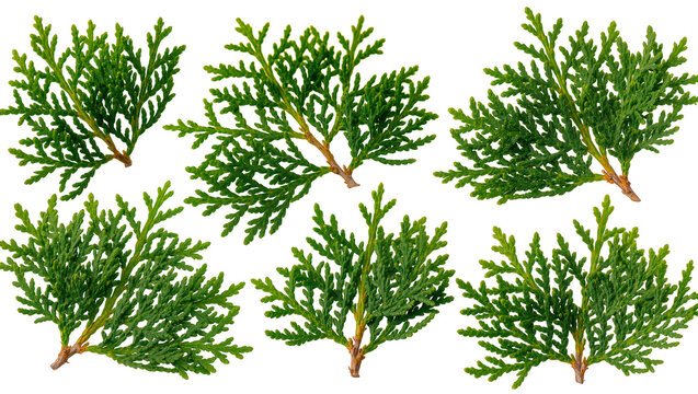 Isolated fresh vibrant green evergreen branches and thuja sprigs for natural design elements