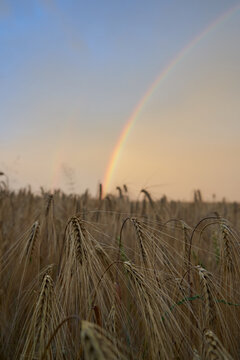 Bright rainbow over ripe wheat field at sunset, Close-up of barley or wheat ears under evening sky with rainbow