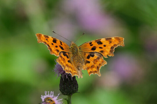 Vibrant Comma Butterfly (Polygonia c-album) with Open Wings Perched on a Thistle Flower Bud in the Garden
