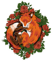 Elegant botanical and wildlife illustration of a sleeping fox with rose flowers