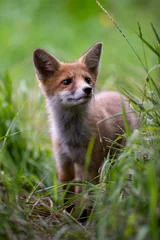 Young Red Fox. A curious fox cub sets off to explore the surrounding area, following a well-worn path through the grass.  © krstrbrt