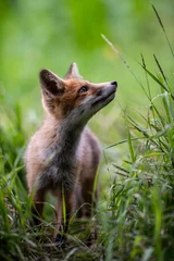 Young Red Fox. A curious fox cub sets off to explore the surrounding area, following a well-worn path through the grass. © krstrbrt