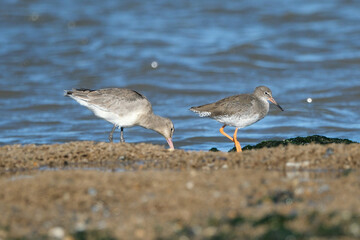 Fototapeta premium Two Common Redshank birds (Tringa totanus) foraging for food on a muddy beach at the coastline
