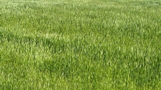 Green wheat field swaying in wind