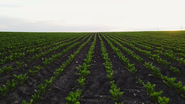 Green agricultural field with young sugar beet crops growing in neat rows at sunset, showcasing modern farming