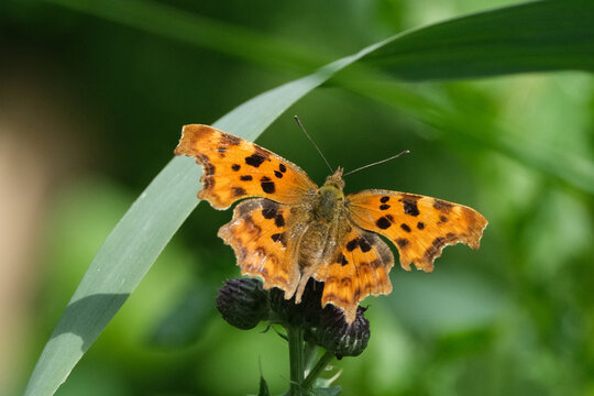 Comma butterfly (Polygonia c-album) resting on a wildflower, macro shot of orange wings with ragged edges in natural habitat