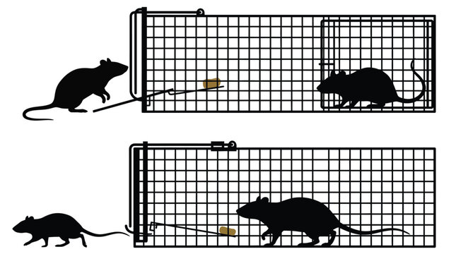 Detailed vector illustration of black rat silhouettes inside wire cage traps with small bait pieces