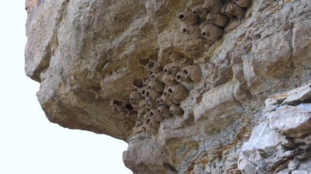 Mud nests of the sand martin Riparia riparia attached to vertical cliffs in Black Mesa State Park and Nature Preserve, Oklahoma