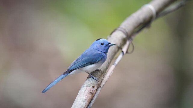 Black-naped Monarch (Hypothymis azurea )bird perched on a tree branch with natural background in tropical rainforest.