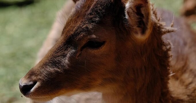 Gentle young deer resting peacefully in the forest shade captured in this cinematic nature video footage showing the soft fur texture and the calm breathing motion of the animal during a sunny day