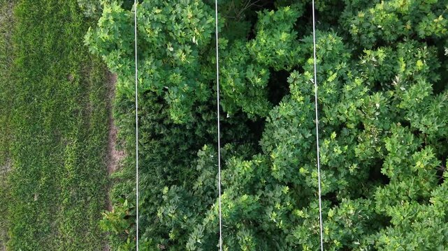 Aerial view of electricity cables and pylon with lush green forest canopy and grassy field
