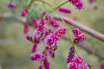 honeybees on purple flowers , wild plant forest © shakeelbaloch