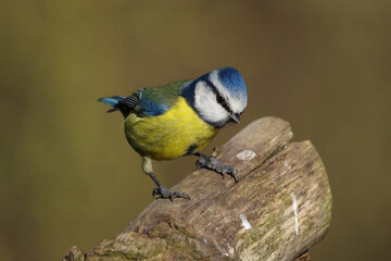 Eurasian Blue Tit Perched on Log - Colorful Small Songbird in Natural Habitat © Badr
